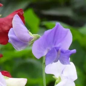 Heathcliff Sweet Peas