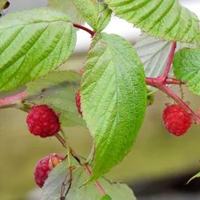 Heritage Raspberry Bush