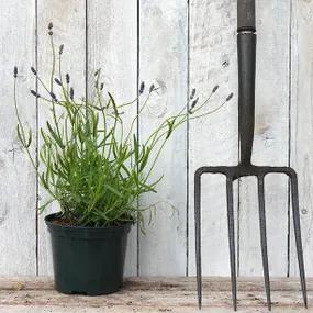 2 Litre Potted Hidcote Lavender