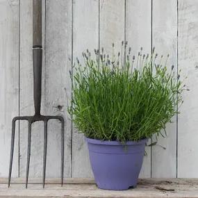 Hidcote Lavender in 5 litre pot