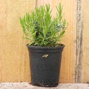 Hidcote Lavender in 9cm pot