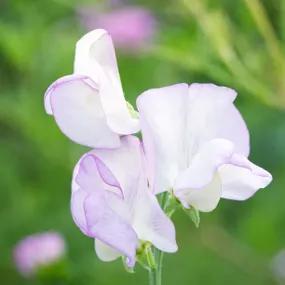 Sweet Pea, Kings High Scent