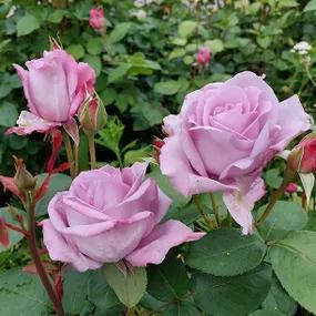 Hope and Dreams Lilac-pink roses with buds in flowerbed