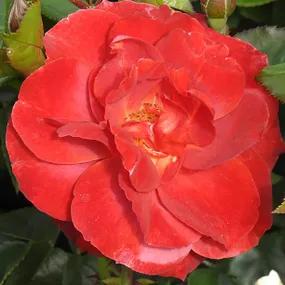 Hot Chocolate Red Rose