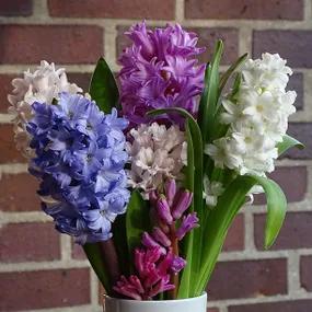 A Hyacinth Collection