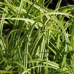 Ice Dance Sedge Grass (Carex morrowii Ice Dance)