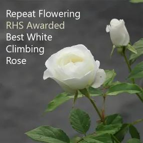 Climbing Iceberg Rose