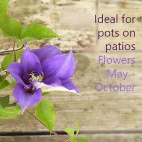 Ideal small climber for pots on patios - Olympia Clematis