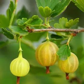 Gooseberry Invicta (Ribes uva-crispa var. reclinatum Invicta) 1