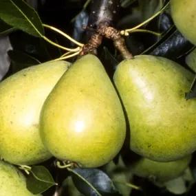 Invincible Pear Trees (Pyrus communis Invincible) 1
