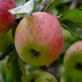 Irish Peach Apple Tree