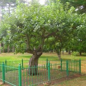 Isaac Newtons Apple Tree