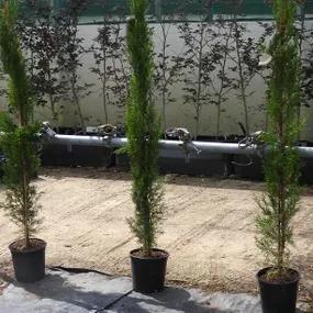 Cupressus sempervirens pyramidalis Stricta plants in the nursery