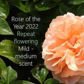 It's a Wonderful Life Rose - Rose of the Year 2022