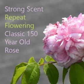 Classic Shrub Rose - Jacques Cartier