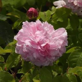 Jacques Cartier Shrub Rose 