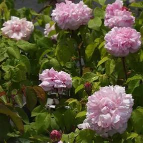 Jacques Cartier Shrub Roses