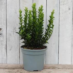 Jean Hugues Potted Spindle Shrub