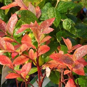 Jersey Blueberry Leaves in Autumn