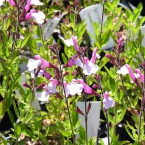 Joy Sage Plants (Salvia greggii Joy)