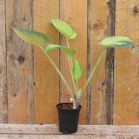 June Hosta Plant in 9cm pot