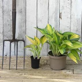 Hosta, June