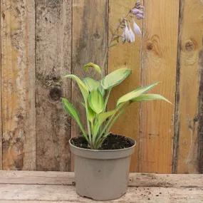 Hosta June Plant