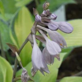 Hosta June Flower