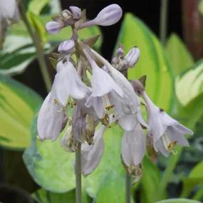 Hosta June Flowers