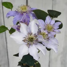 Clematis, Justa