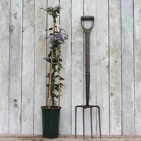 Justa Potted Cleamtis Plant