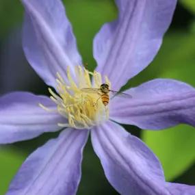 Clematis, Justa