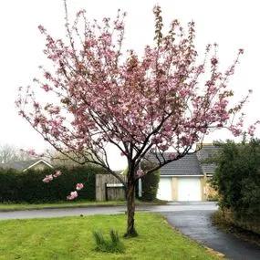 Kanzan Cherry Tree