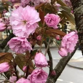 Kanzan Cherry Tree Blossom