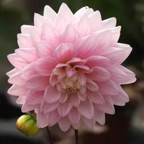 Karma Prospero Dahlia Flower