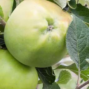 Keswick Codlin Apple (Malus domestica Keswick Codlin) Img 1