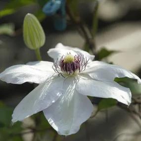 Kitty Clematis (Clematis Kitty Evipo097)