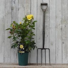 Korresia Potted Floribunda Rose in Flower