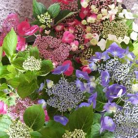 Hydrangea, Lace Cap