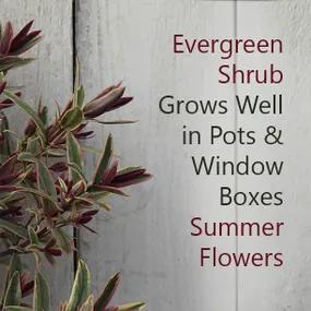 Evergreen Shrub - Lady Anne Hebe