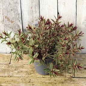 Potted Lady Anne Hebe Shrub