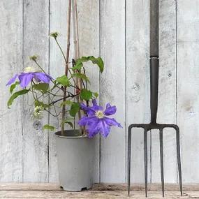 Lasurstern Potted Clematis Plant in Flower