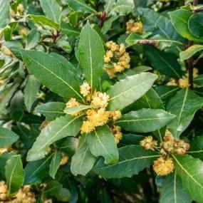 Unclipped Bay Laurel Hedging in Flower
