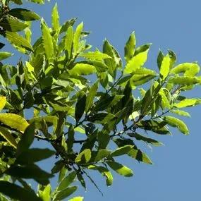 Unclipped Bay Laurel Hedging Leaves