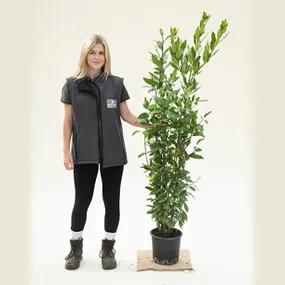 Laurel, Bay Leaf
