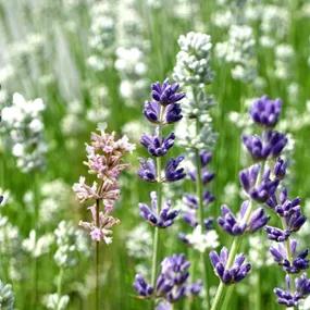 Mixed Lavenders, Pink, White and Purple/Blue
