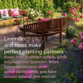 Lavender and Roses are Perfect Planting Partners