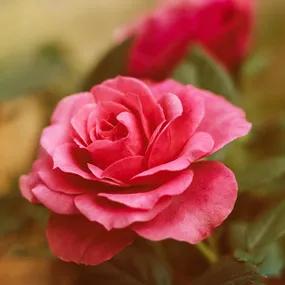 Leaping Salmon Climbing Rose (Rosa Leaping Salmon) 1