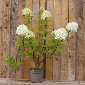 Potted Limelight Hydrangea