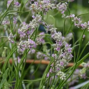 Loddon Pink Lavender Flowers